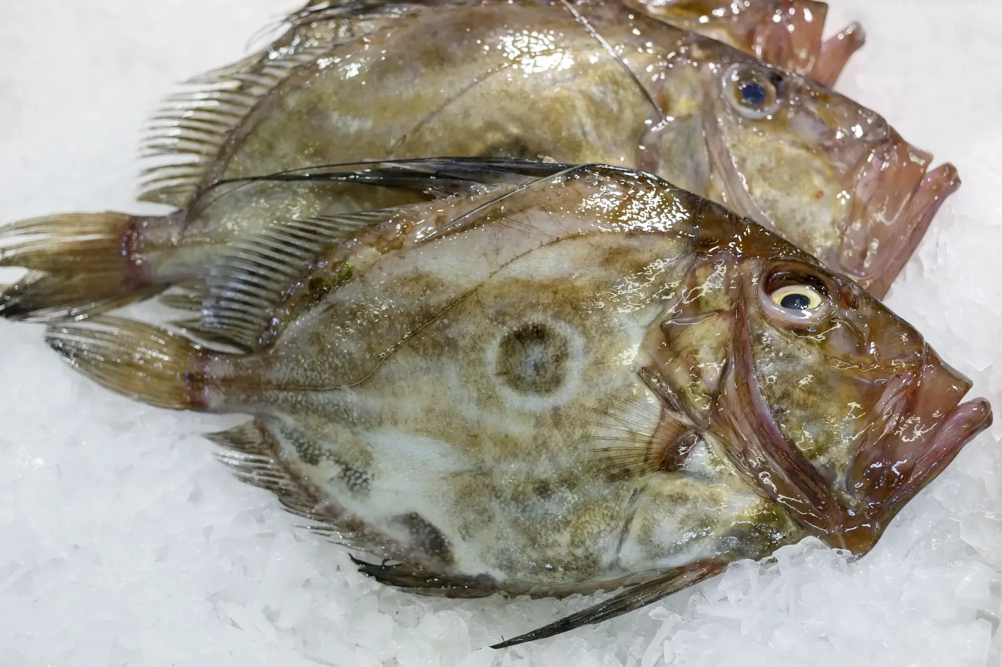 Poisson saint pierre